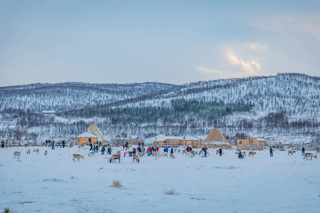 Winter tourism scene in Scandinavia with tourists interacting with a herd of reindeer in a snowy landscape, featuring traditional Sami tents and a backdrop of forested hills.