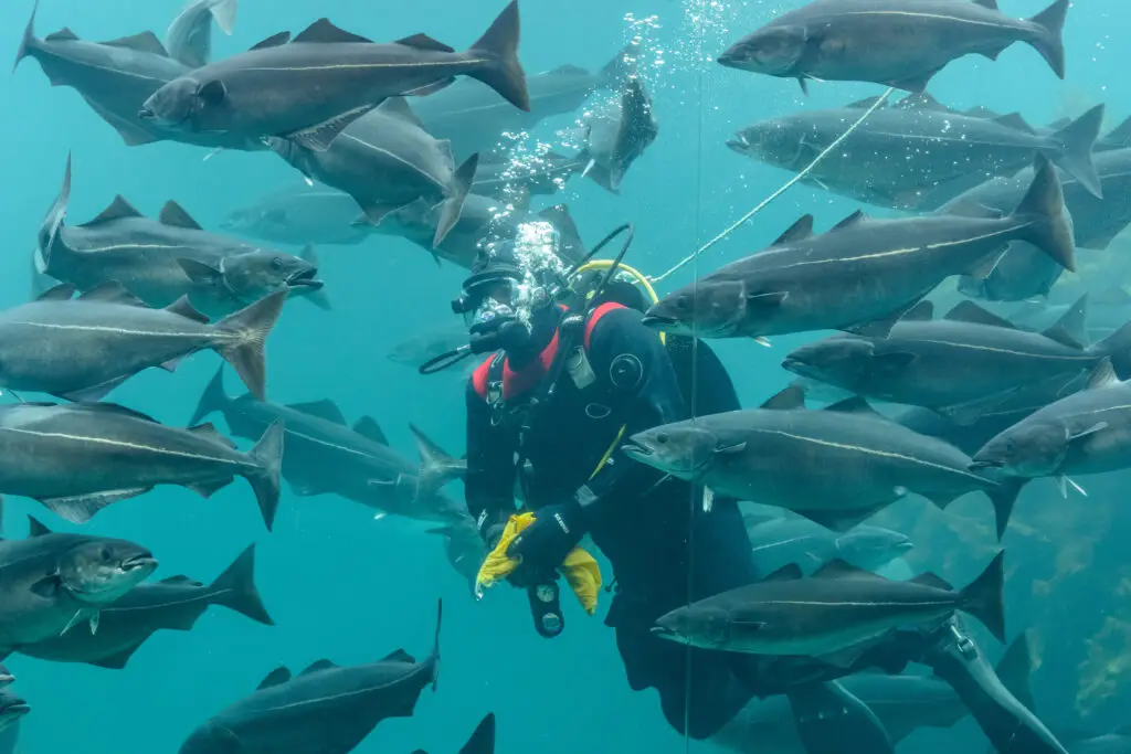 Scuba diver surrounded by school of Atlantic bluefin tuna at Atlanterhavsparken, one of Northern Europe's largest saltwater aquariums, in Ålesund, Norway.